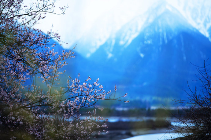 林芝桃花节开幕 5000多人相聚桃花村观景赏花