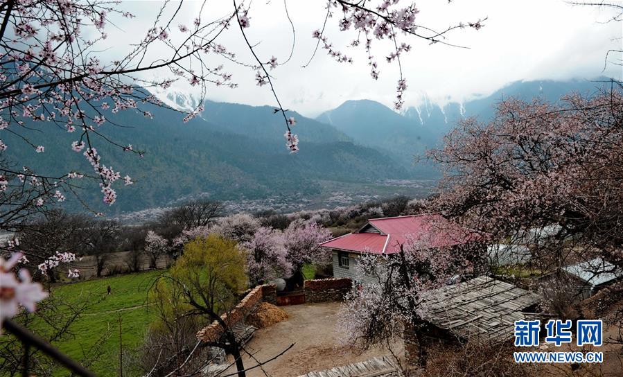 Peach trees in full bloom in Bome County, Nyingchi