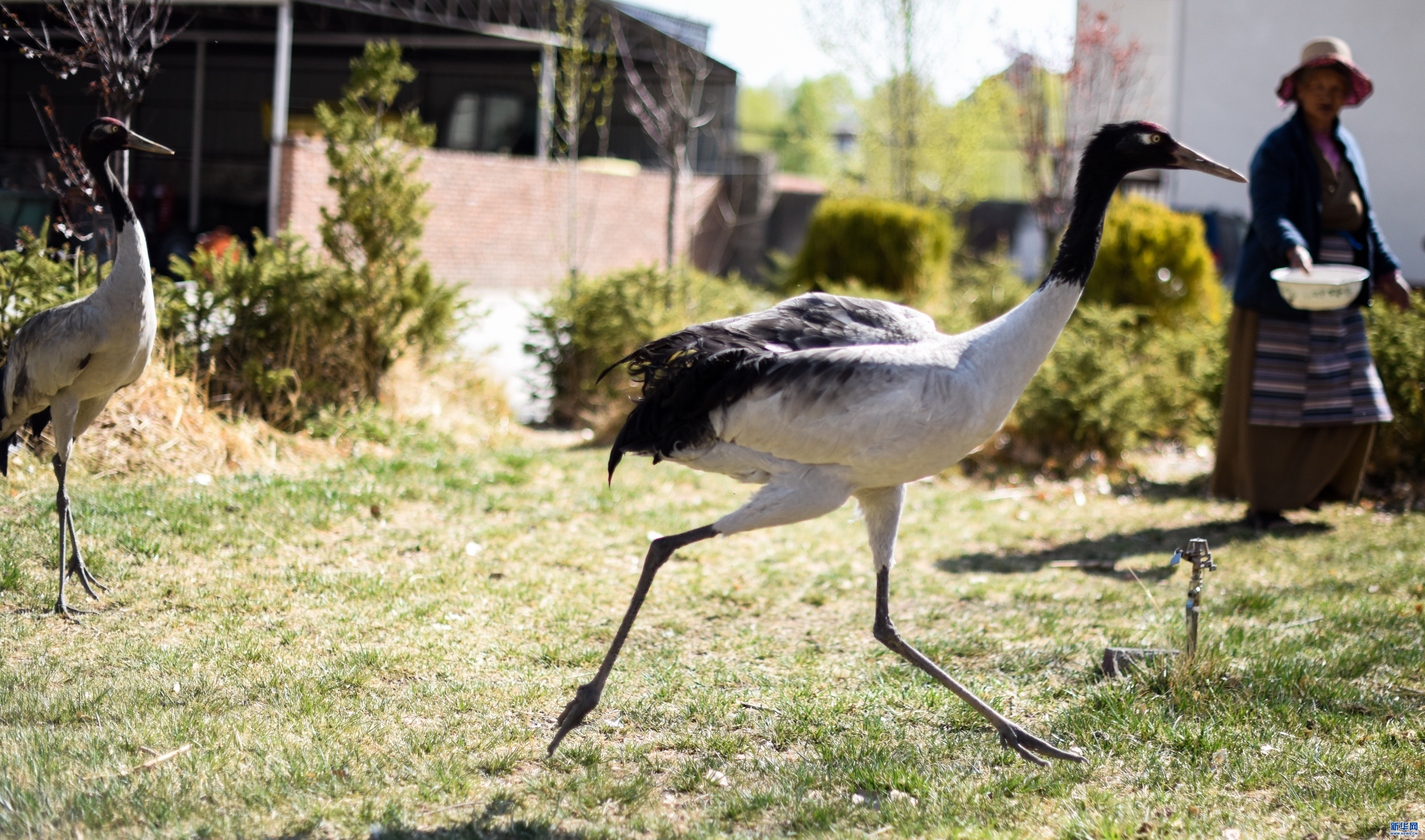 Photos: Two left-behind black-necked cranes