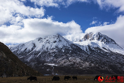 Spring scenery of Tibet