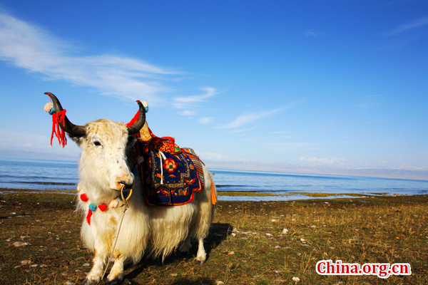 Qinghai Lake- The largest lake in China 