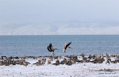 In pics: animals in NW China's Qinghai Lake 