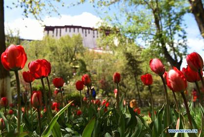 Tulips bloom in Lhasa