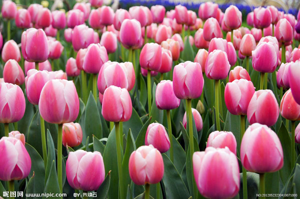1st Tibet Tulip Cultural Festival to be opened on May 1 