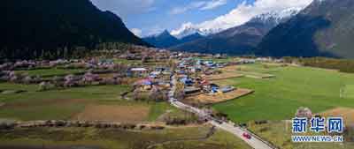 Scenery of peach blossom in SW China's Tibet