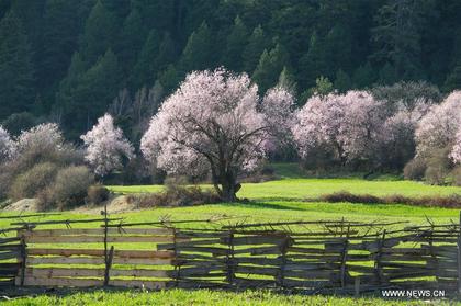 In pics: spring scenery of China's Tibet