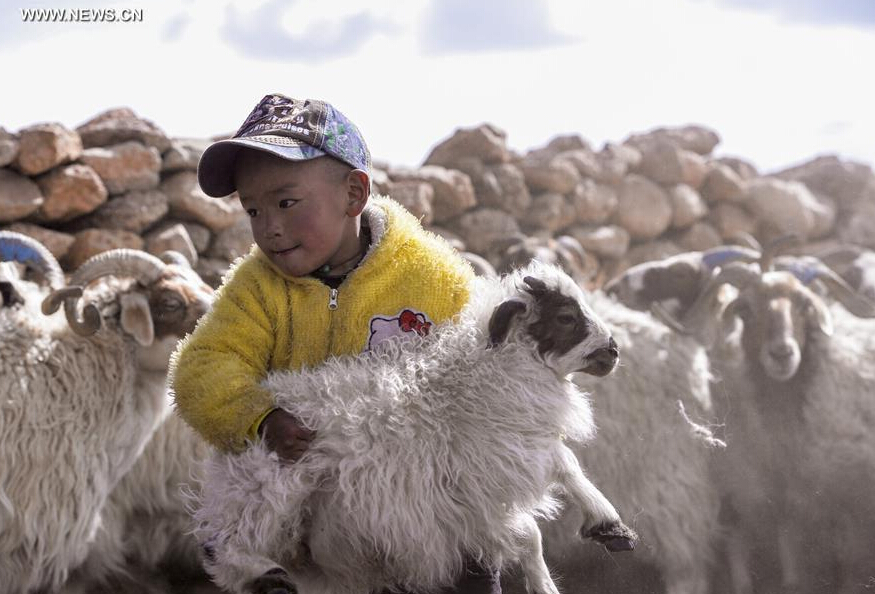 Feature: The "Sheep gelding" ritual on the shore of Lake Namtso