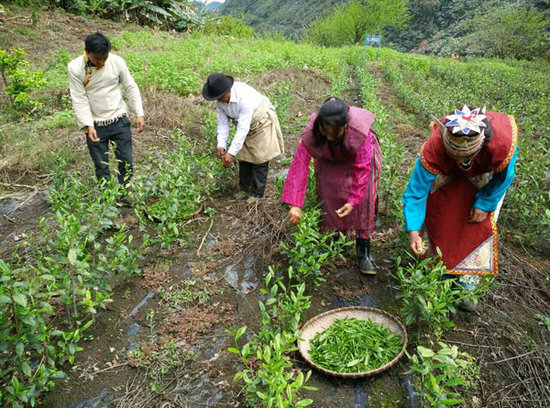 Metok tea exhibited for the first time at “Tea Expo”