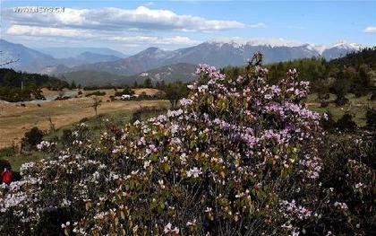 Natural Sceneries in Shangri-la, Yunnan