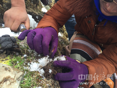 Experiencing cordycep excavation within Tibetan tourism