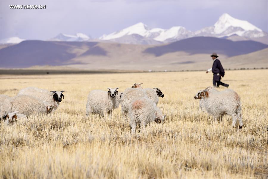 Sheep castration cermeony held on riverside of Nam Co in China's Tibet