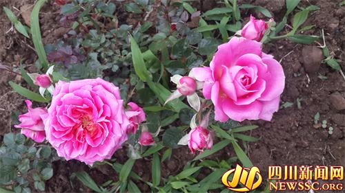 上百亩大马士革玫瑰在甘孜州海螺沟景区多姿绽