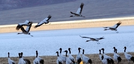 Tibet plans new wetland nature reserve