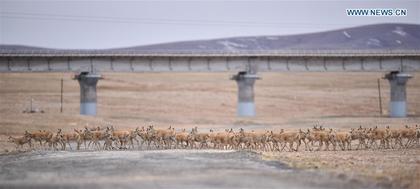 Tibetan antelopes migrate to give birth near Zhuonai Lake