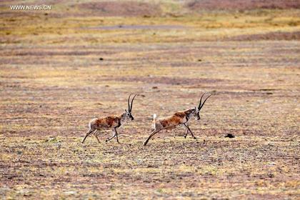 Two caught for poaching Tibetan antelopes
