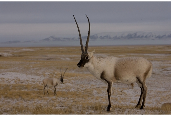 Qinghai-Tibet Railway does not affect migratory patterns of Tibetan antelope