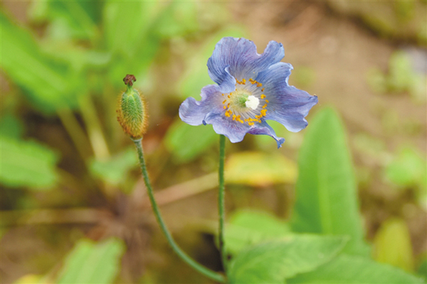 Endangered species artificially cultivated in Tibet