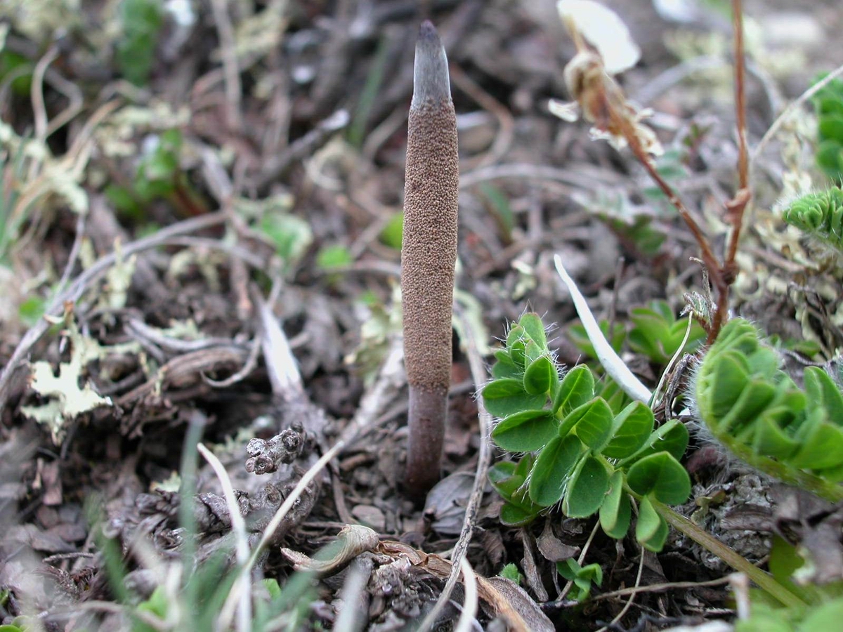 Research shows cordyceps need urgent protection