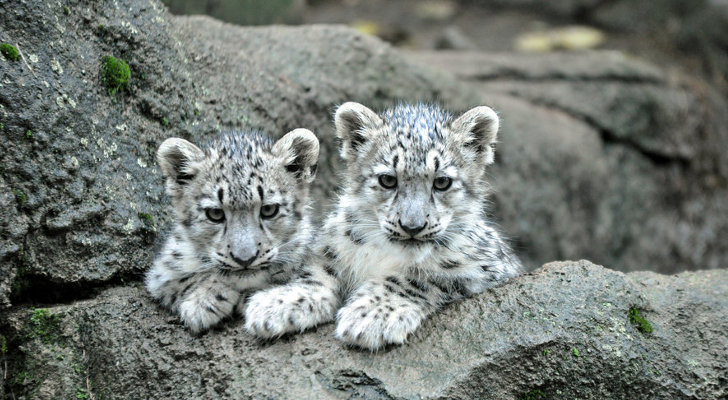 Five stand trial for killing rare snow leopards in China