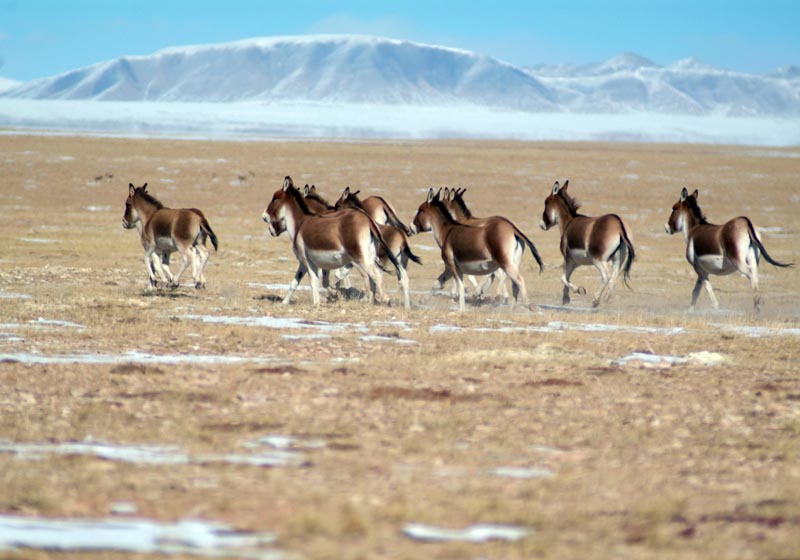  Qinghai has the highest concentration of wild donkeys