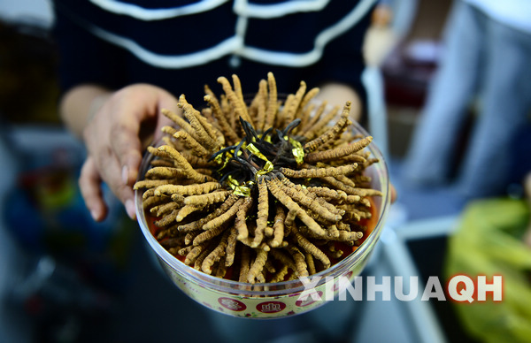 Cultivation of Tibetan medicine through innovation