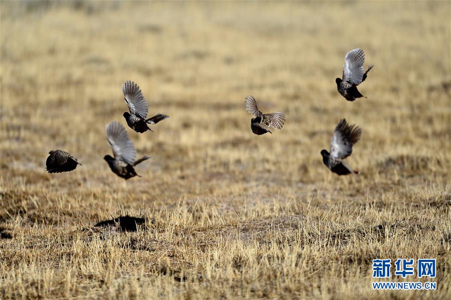 aktiv werden für tiere