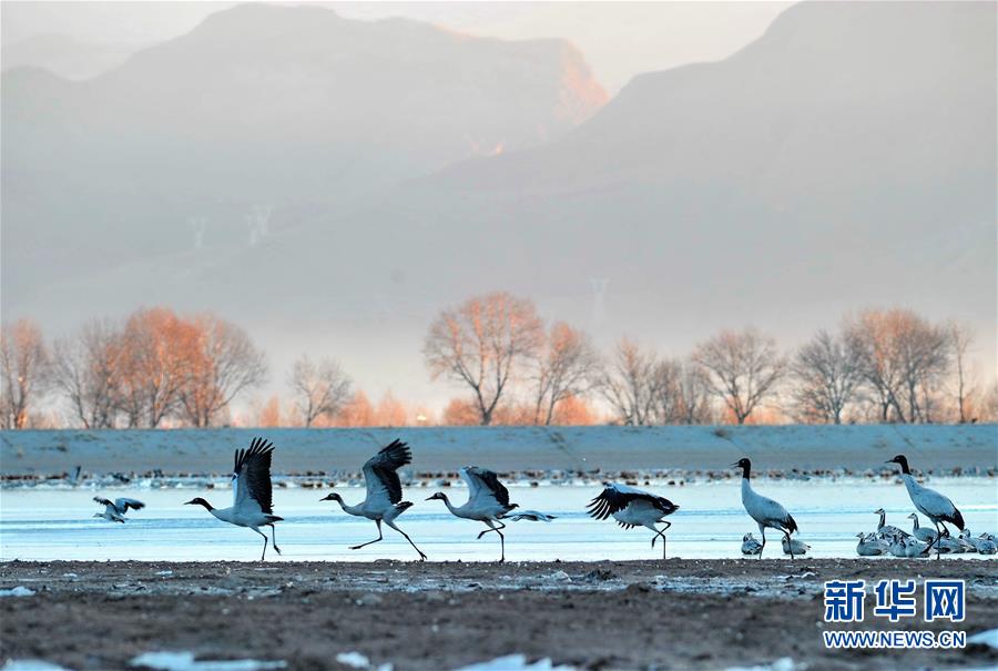 Black-necked cranes soaring at Qinghai-Tibet Plateau 