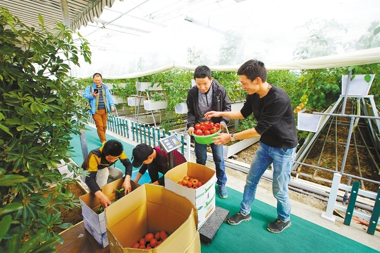 農(nóng)業(yè)科技創(chuàng)新助力西藏民生改善