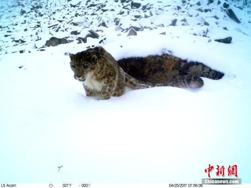 More than 1,000 snow leopards estimated to live in Sanjiangyuan area