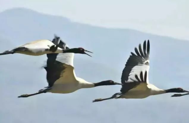 黑頸鶴的“菜單”曝光？揭秘高原神鳥 