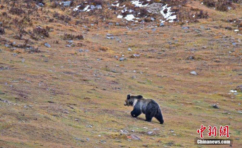 Brown bears foraging in NW China