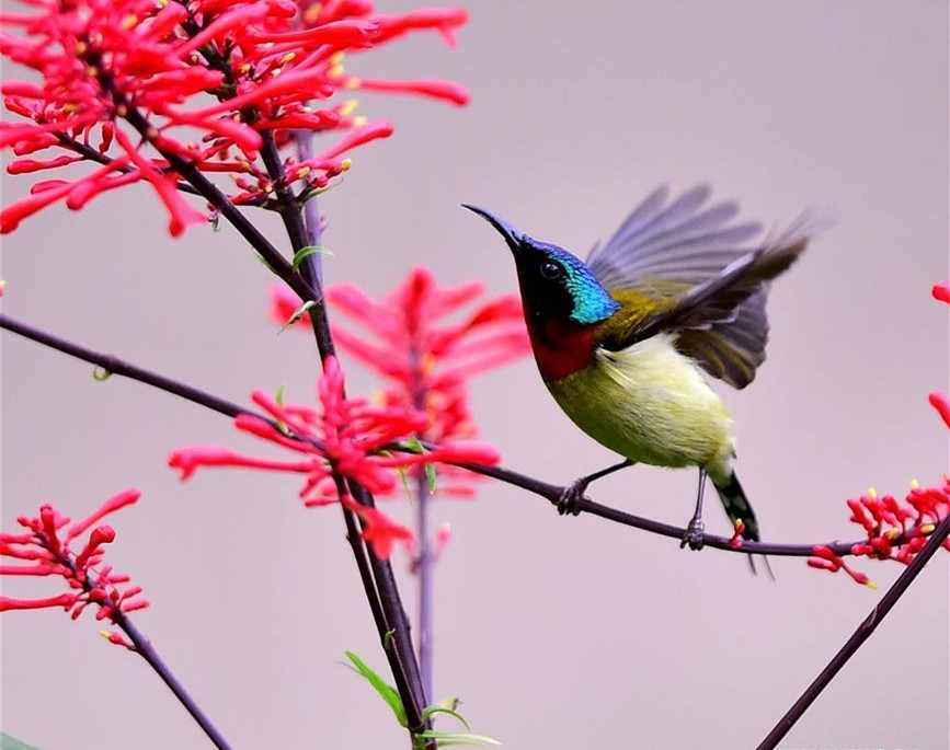 Fork-tailed sunbird gathering honey in SE China