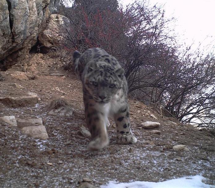 Snow leopards spotted for first time in eastern Tibet