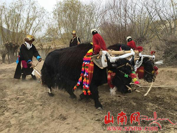 图为西藏桑日县塔木村的2016年春耕开犁仪式.