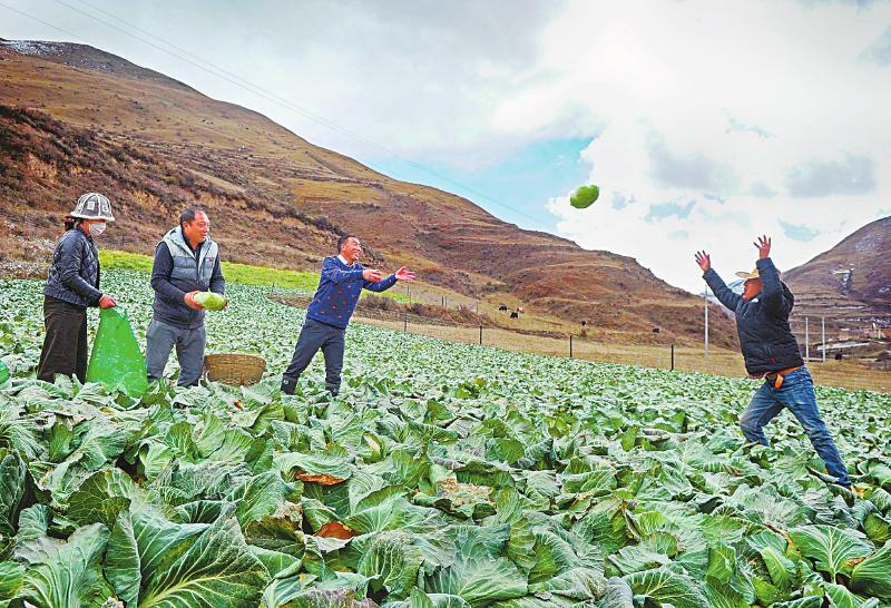 高原有機(jī)蔬菜助農(nóng)增收