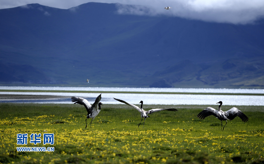 Area of wetland in Tibet ranks second nationwide