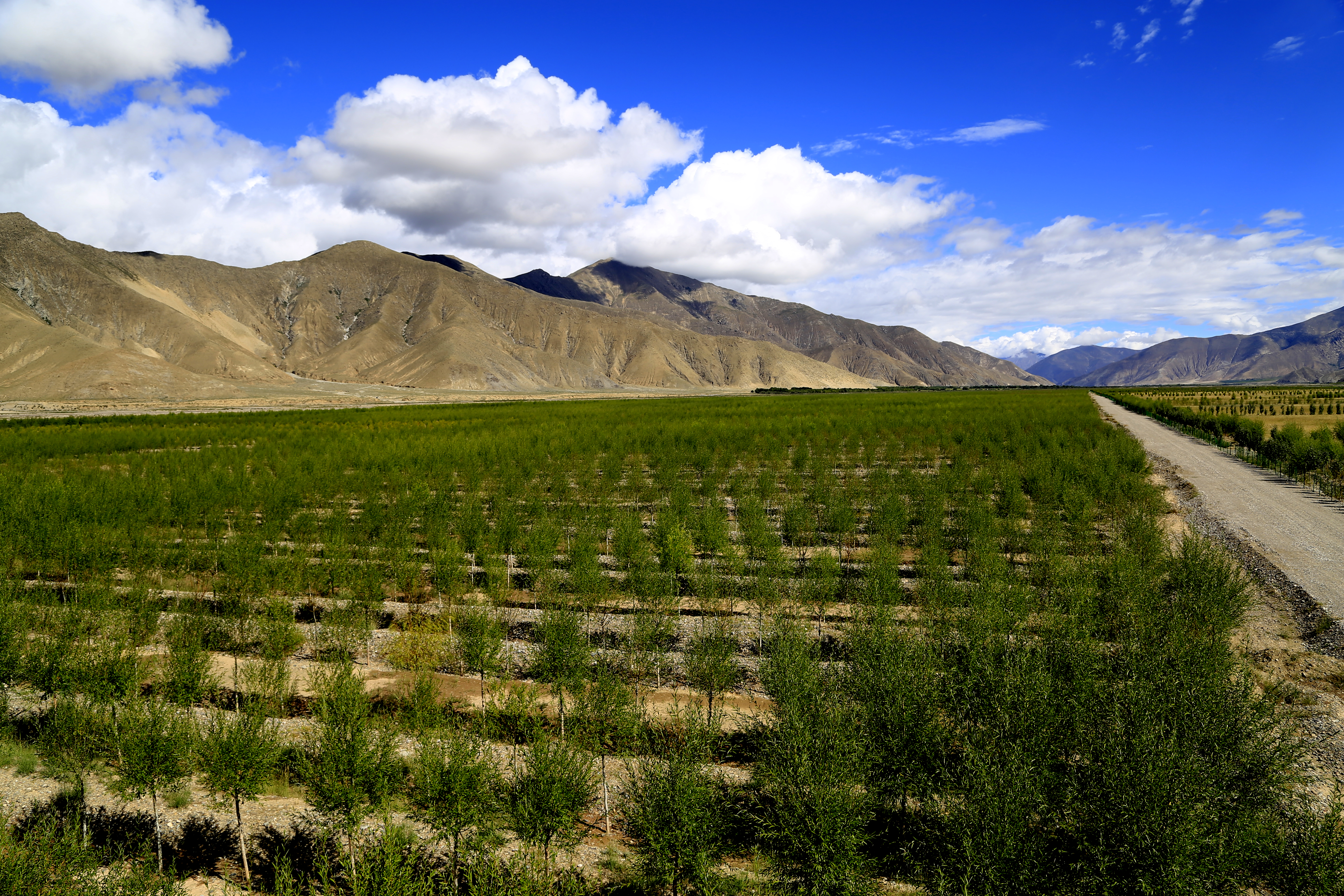 Better environment and richer villagers in Tibet’s town 