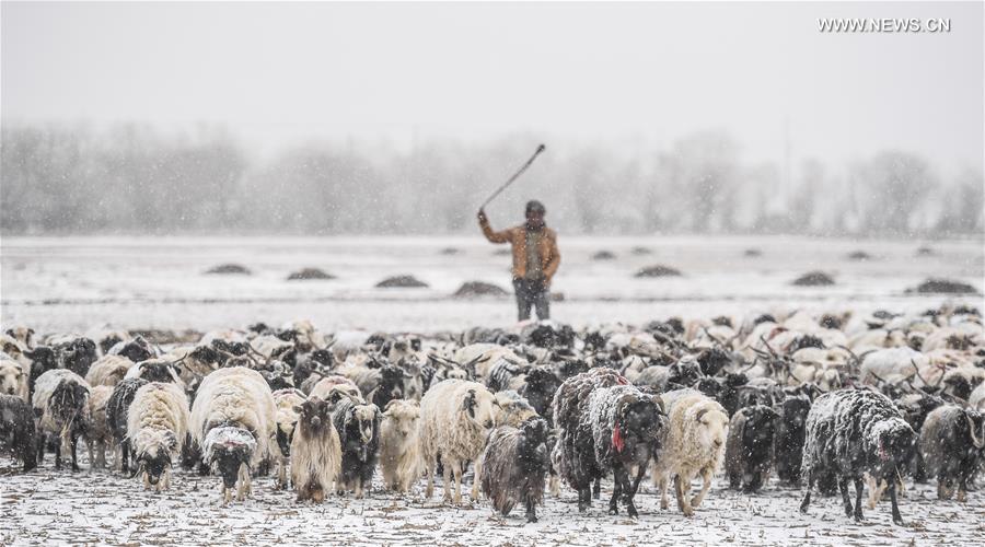 Heavy snowfall hits parts of Tibet