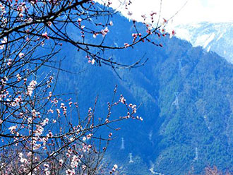 西藏林芝：“桃花村”里春来早