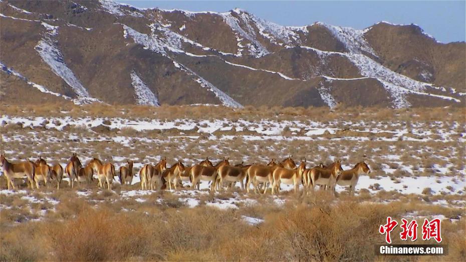 Photos of Kiang in Aksai, Gansu