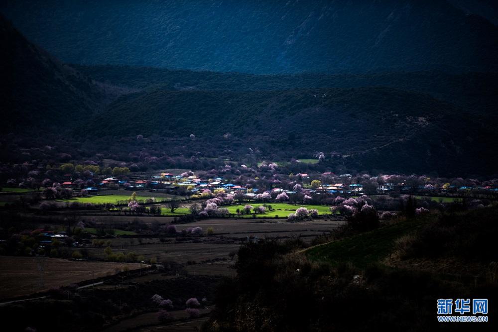 Tibet's Peach Blossom Valley open to tourists