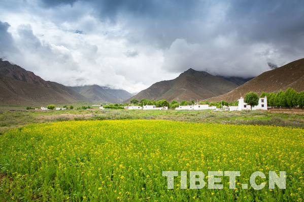 Tibetan language receives new words, terminologies