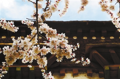 Spring scenery in Lhasa