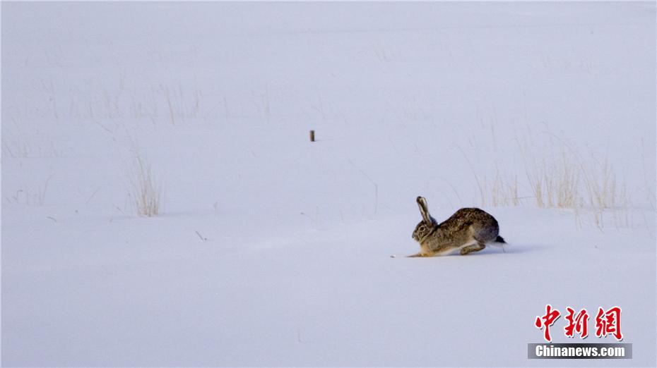 Animal paradise after snowfall