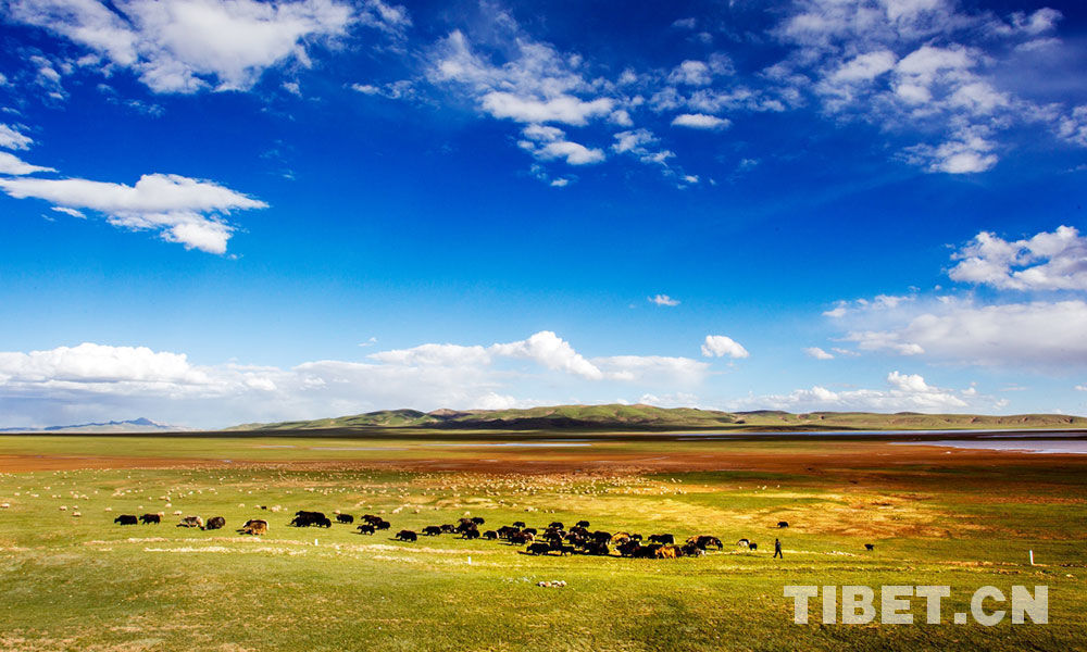 Rising temperatures threaten stability of alpine grasslands: study 