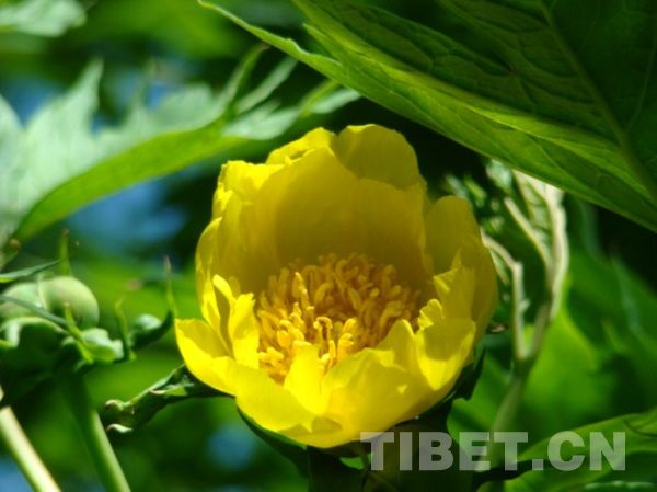 World's largest group of wild yellow peony found in Tibet
