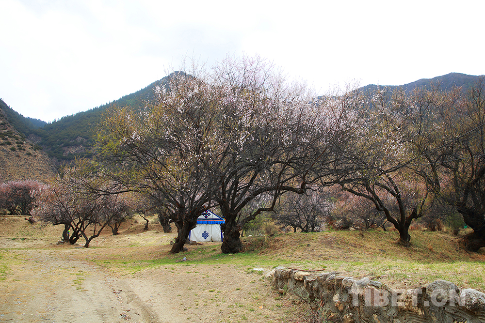 Tibet's tourists to take to the skies from August 