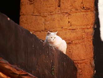 猫咪物语：木如寺的猫