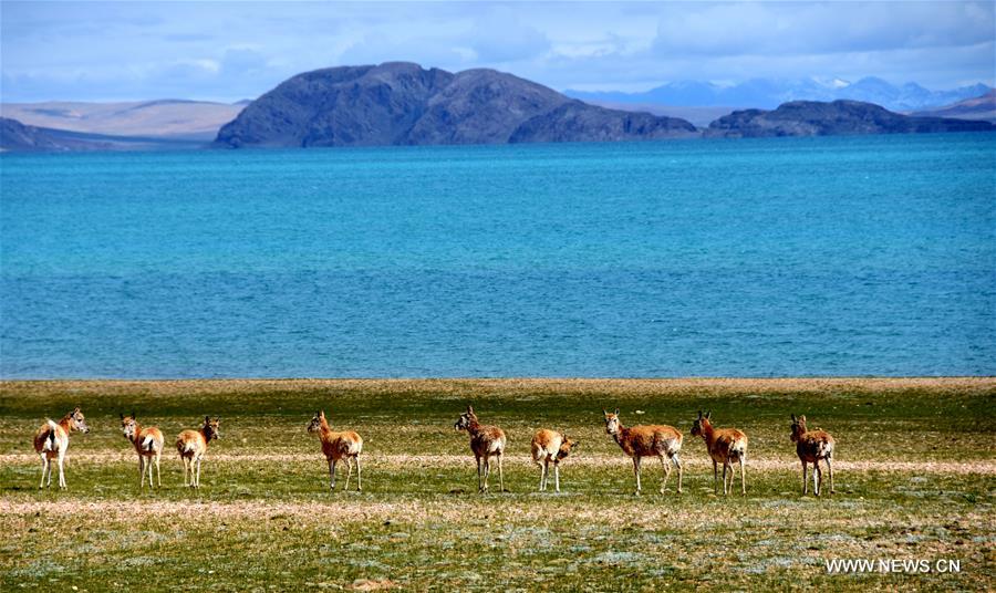 China Exclusive: Growing pains of Tibet's largest lake