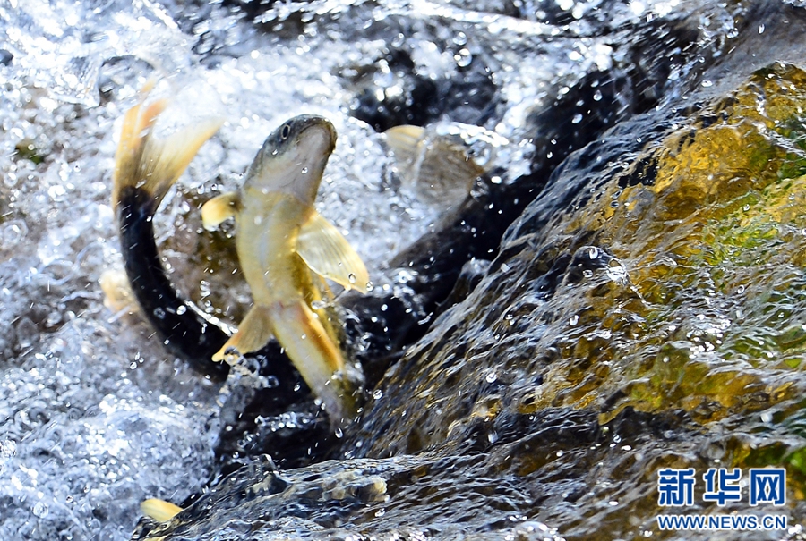 Protection of naked carp in Qinghai Lake 